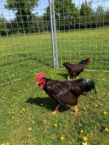 BREEDING PAIR OF RHODE ISLAND RED BANTAMS - BIDS PER LIFE