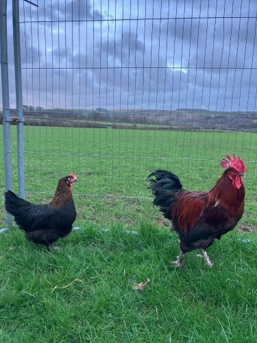 BREEDING PAIR OF COPPER MARANS - BIDS PER LIFE