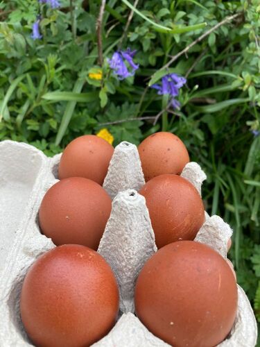 6 PURE COPPER MARAN HATCHING EGGS - BIDS FOR THE GROUP