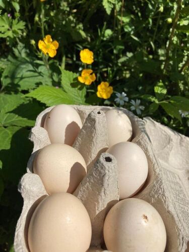 6 BUFF PEKIN X HATCHING EGGS - BIDS FOR THE GROUP