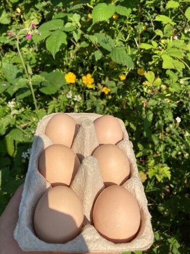 6 RHODE ISLAND RED BANTAM HATCHING EGGS - BIDS FOR THE GROUP