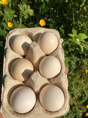 6 LIGHT SUSSEX BANTAM HATCHING EGGS - BIDS FOR THE GROUP