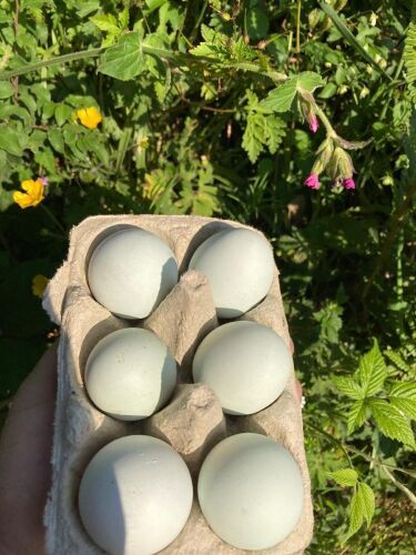 6 CREAM LEGBAR HATCHING EGGS - BIDS FOR THE GROUP