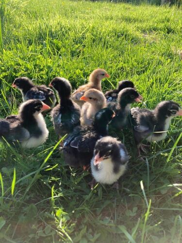 10 UNSEXED RAINBOW CHICKS - BIDS FOR THE GROUP