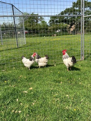BREEDING TRIO OF LIGHT SUSSEX BANTAMS - BIDS PER LIFE
