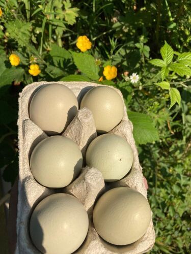 6 GREEN EGGER HATCHING EGGS - BIDS FOR THE GROUP