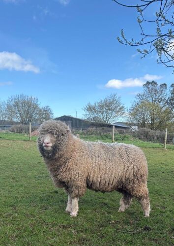 2T PURE POLL DORSET RAM