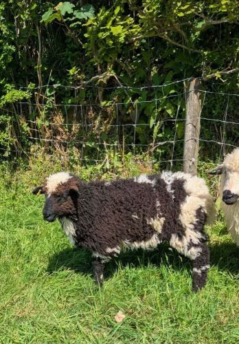 VALAIS BLACKNOSE WETHER LAMB