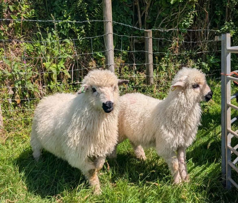 2 VALAIS BLACKNOSE EWE LAMBS - BIDS PER LIFE