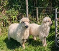 2 VALAIS BLACKNOSE EWE LAMBS - BIDS PER LIFE