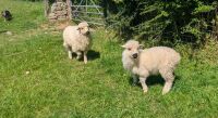 2 VALAIS BLACKNOSE EWE LAMBS - BIDS PER LIFE - 2