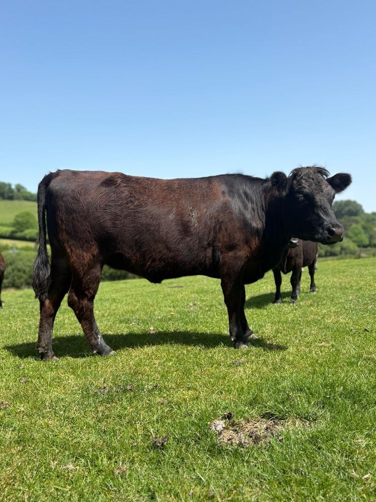 2YO PEDIGREE DEXTER HEIFER