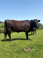 2YO PEDIGREE DEXTER HEIFER
