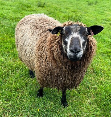 1YO BLUE TEXEL SHEARLING EWE