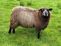 1YO BLUE TEXEL SHEARLING EWE - 2