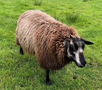 1YO BLUE TEXEL SHEARLING EWE - 3