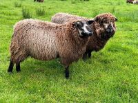 1YO BLUE TEXEL SHEARLING EWE - 4