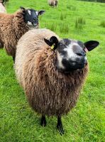 1YO BLUE TEXEL SHEARLING EWE - 5