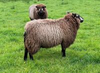 1YO BLUE TEXEL SHEARLING EWE - 6