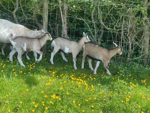 3 DAIRY X PYGMY WETHER GOATS - BIDS PER LIFE