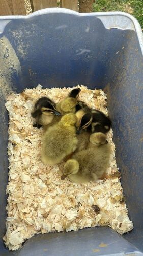PAIR OF ROUEN DUCKLINGS - BIDS PER LIFE