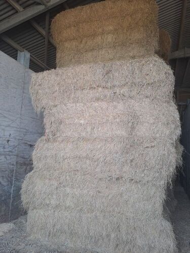 40 SQUARE BALES OF 2025 HAY