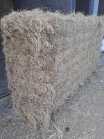 40 SQUARE BALES OF 2025 HAY - 2