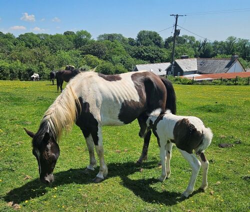 4YO 14.2HH SPORT HORSE X MARE WITH FOAL - BIDS PER LIFE