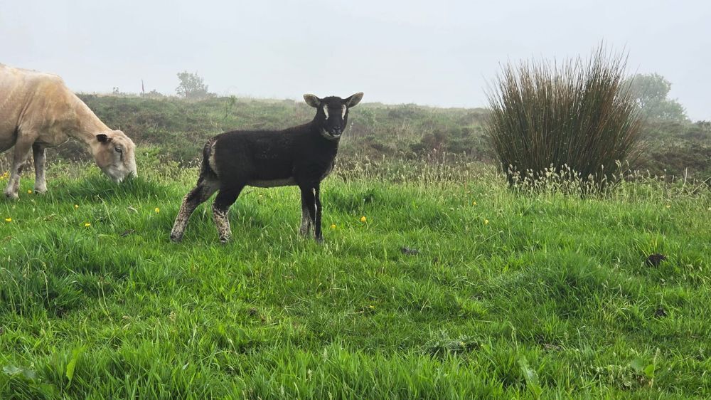2YO BADGER FACED TEXEL RAM