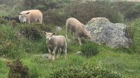 2YO BADGER FACED TEXEL RAM - 8