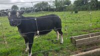 2YO BADGER FACED TEXEL RAM - 9