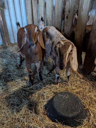 2 X 1YO PEDIGREE ANGLO NUBIAN DOES - BIDS PER LIFE