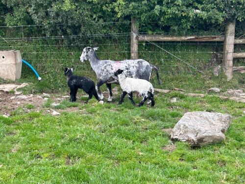 2T HERDWICK EWE & 2 LAMBS - BIDS PER LIFE