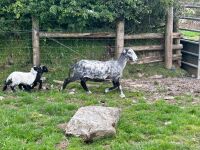 2T HERDWICK EWE & 2 LAMBS - BIDS PER LIFE - 2