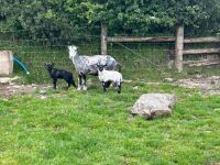 2T HERDWICK EWE & 2 LAMBS - BIDS PER LIFE - 4