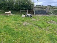 2T HERDWICK EWE & 2 LAMBS - BIDS PER LIFE - 6