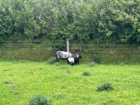 2T HERDWICK EWE & 2 LAMBS - BIDS PER LIFE - 7