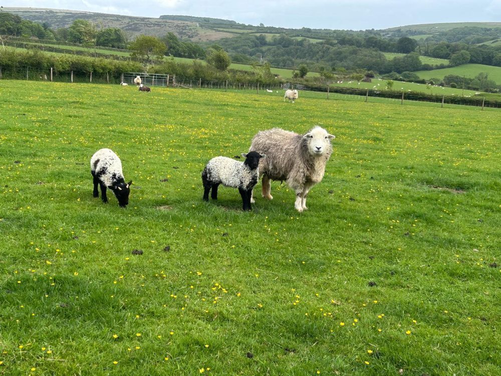 FM/BM HERDWICK EWE & 2 LAMBS - BIDS PER LIFE