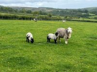 FM/BM HERDWICK EWE & 2 LAMBS - BIDS PER LIFE - 2