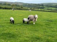 FM/BM HERDWICK EWE & 2 LAMBS - BIDS PER LIFE - 3