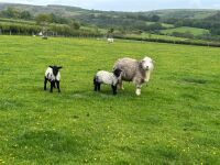 FM/BM HERDWICK EWE & 2 LAMBS - BIDS PER LIFE - 4