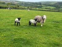 FM/BM HERDWICK EWE & 2 LAMBS - BIDS PER LIFE - 5