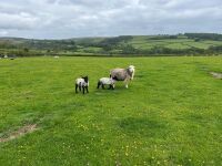 FM/BM HERDWICK EWE & 2 LAMBS - BIDS PER LIFE - 6