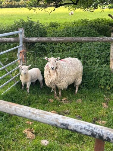 4 BEULAH HOGGS & 4 LAMBS - BIDS PER LIFE