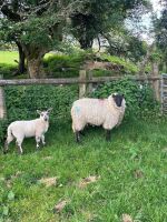 4 BEULAH HOGGS & 4 LAMBS - BIDS PER LIFE - 2