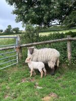 4 BEULAH HOGGS & 4 LAMBS - BIDS PER LIFE - 3