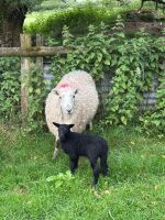 4 BEULAH HOGGS & 4 LAMBS - BIDS PER LIFE - 5