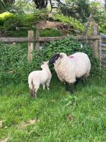 4 BEULAH HOGGS & 4 LAMBS - BIDS PER LIFE - 6