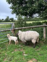 4 BEULAH HOGGS & 4 LAMBS - BIDS PER LIFE - 7