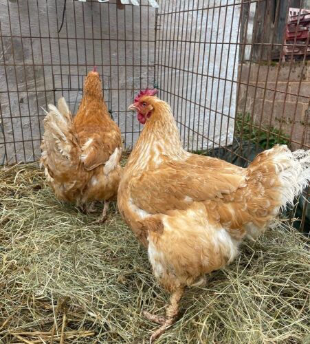 2 PUREBRED HUBBARD HENS - BIDS PER LIFE